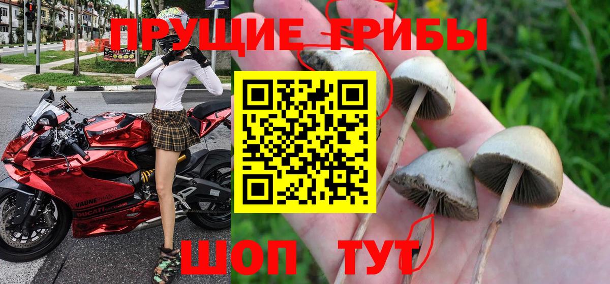 наркота  Галлюциногенные грибы Cubensis  Вход с VPN  Мытищи 